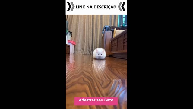 gatos engraçados top dicas