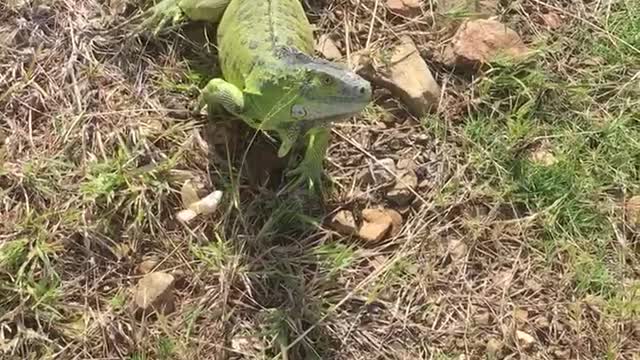 Iguana Feeding Time