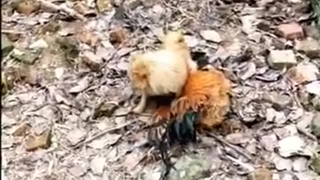 Chiken vs dogs funny fights