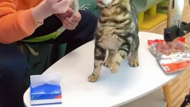 Cute and Funny Cat Videos Compilation