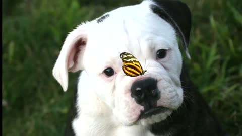 DOG&BUTTERFLY