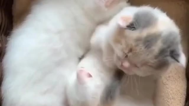 compilation of cute cat behavior🐱🐱