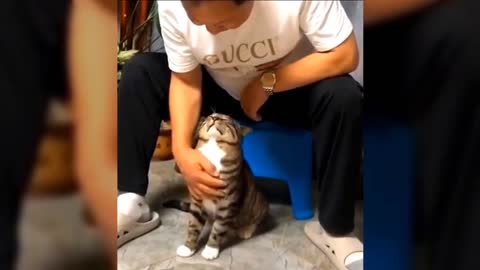 Funny / Cute Cats Compilation 😃 😝