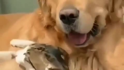 Dog and cat friend 😁🤣 forever 😁🤣