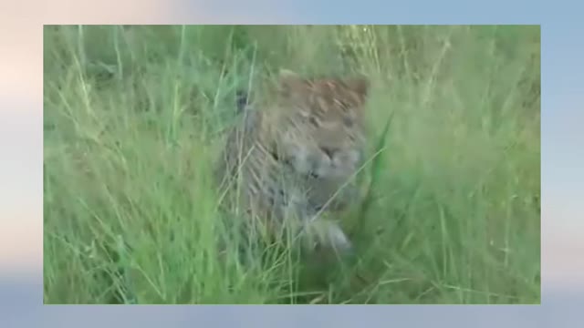 The Unexpected | Mother Leopard Fail To Save Her Baby