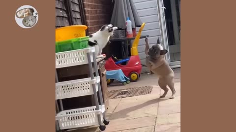 hillarious dog and cat fights