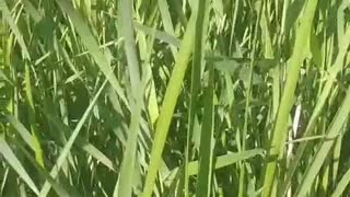 green plant swaying in the wind