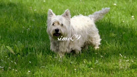 The dog sneaks out carefully
