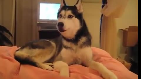 Talking husky says i love you