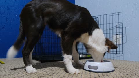 Dog eating video