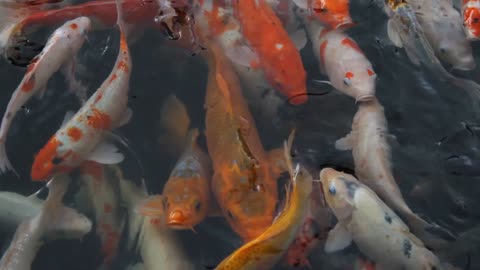 Koi Fishes| Beautiful Creatures