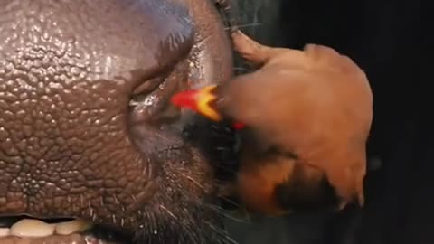 Can one peck an eye