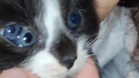 Kitten Has a Third Eye