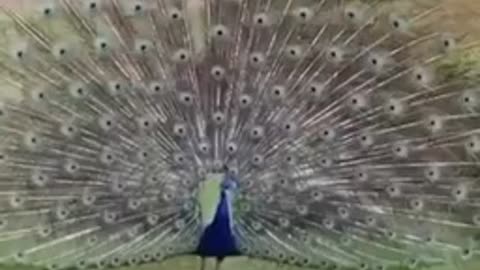 Beautiful Peacock Showing Feathers