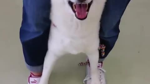 Funny dog