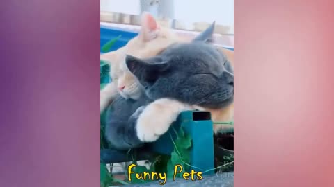 Cute and Funny Pet Video (Cat, Kittens, Dog, Puppies and other friend’s videos)