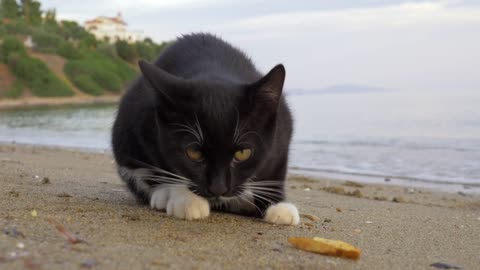 Cats eat potatoes on the seafront 2021