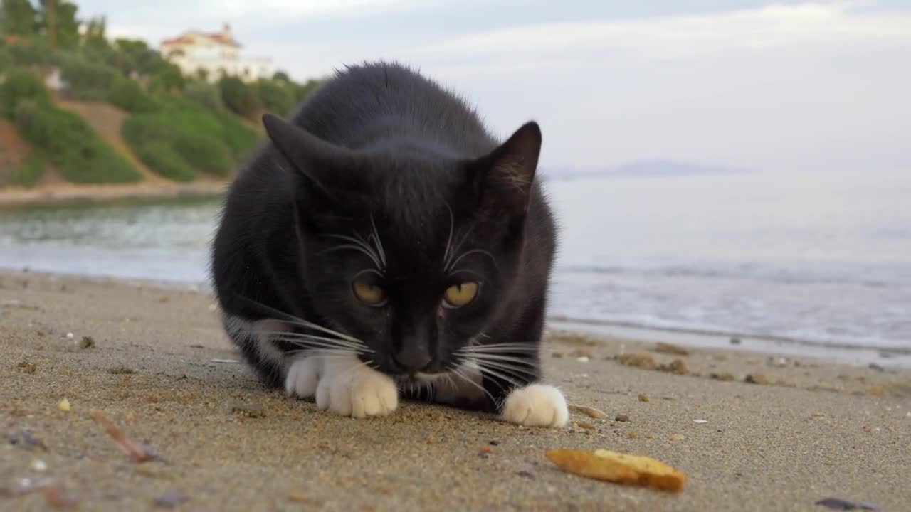 Cats eat potatoes on the seafront 2021