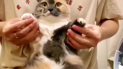 Teaching the cat the best dance moves