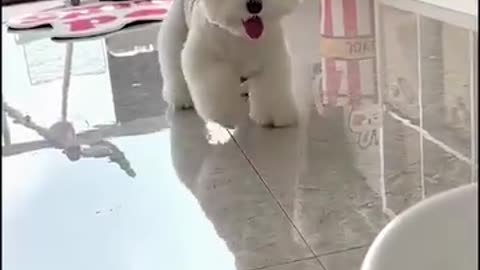 Dancing doggie