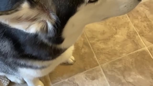 Guilty Husky baby Tries To Blame Other Dog