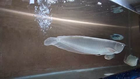 Arowana fish