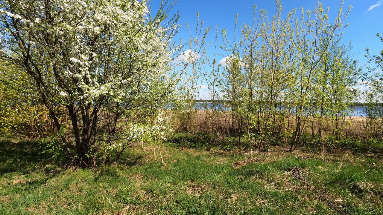 The beauty of a sunny day | Relaxing atmosphere of birdsong