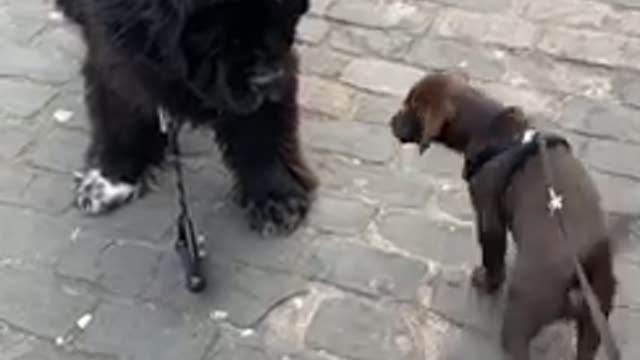 10 week old lab puppy meets a Newfie for the first time!