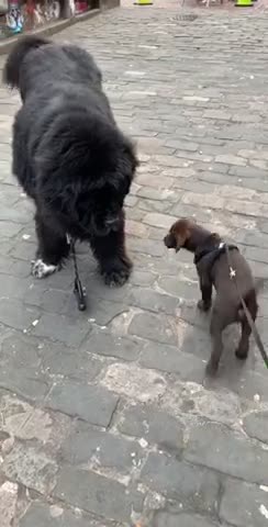 10 week old lab puppy meets a Newfie for the first time!