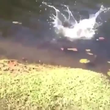 Speaker ON, don’t sneeze next to a cat