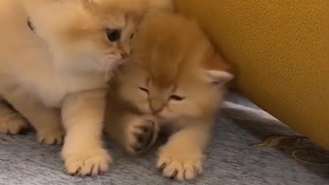 Kitty's fun😻😻😻