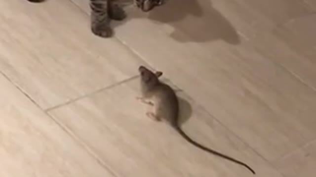Cat mouse 😂