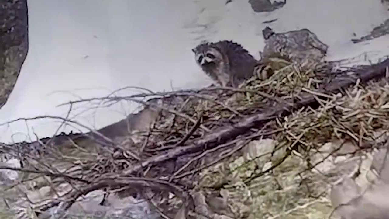 Guy Swims Across Rapids to Save Raccoon | The Dodo