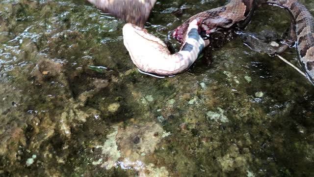 Copperhead Killing