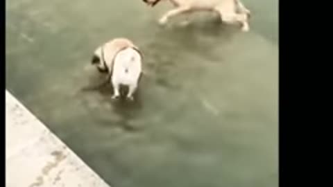 Funny animals