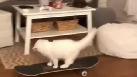 Baby cat and fanny video.