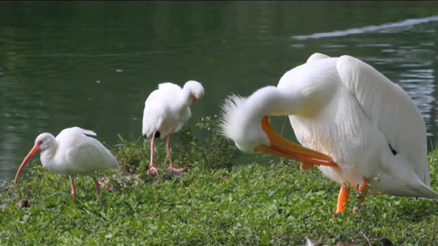 Three waterfowl