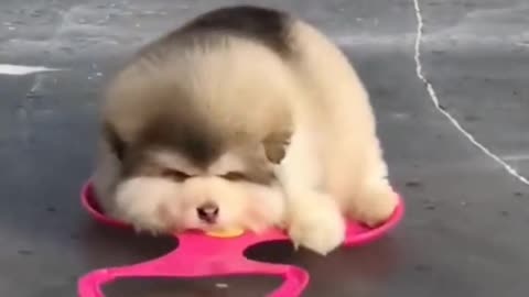 Cute puppie Video 2021