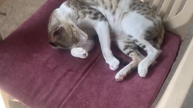 Beautiful Cat