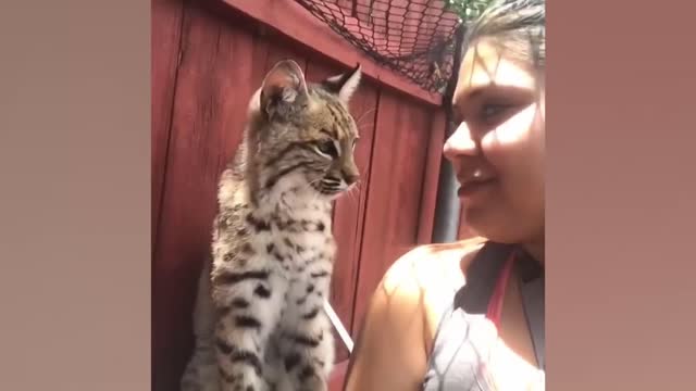 Animals Gone WILD | look what when animals gone WILD | 😂😂😂 | These happens when you act like a fool