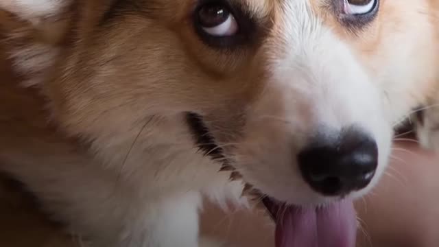 7 Things All Corgi Owners Know | The Dodo
