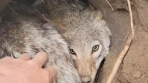wild friendly jackal !😲watch full video