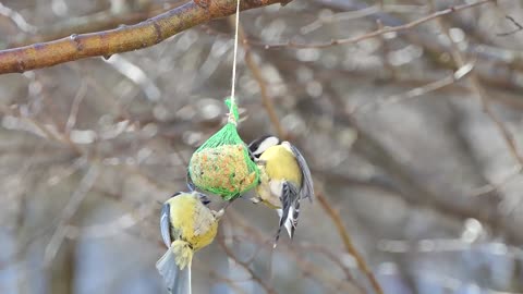 Birds Chirping around it's Nest