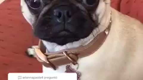 Ultimate baby dog so funny moments