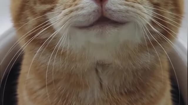 Cute cat 🐱 | cute face animals | cute funny cat videos | #shorts