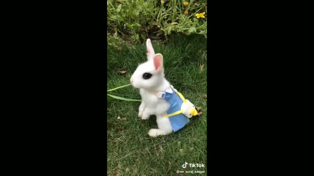 Cute rabbit Beautiful Moments