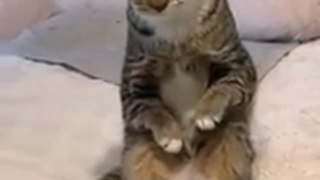 cute little animals
