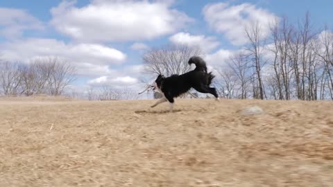 dog holding stick in his mouth