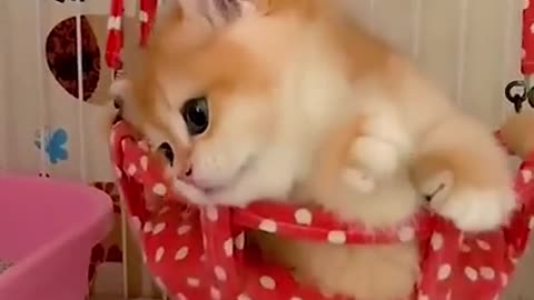 OMG: So cute cats