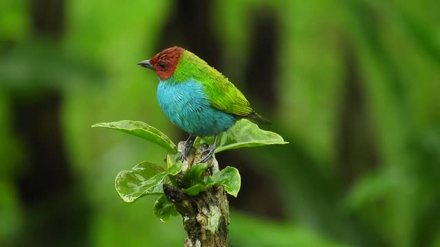 Nature Ave Bird Garden1